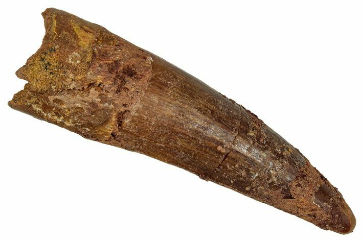 Fossil Spinosaurus Tooth - Real Dinosaur Tooth #344593